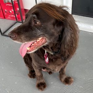 Meet your Posher, Anne